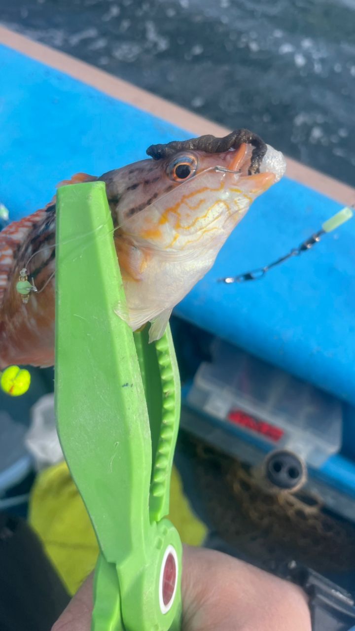 アカササノハベラ