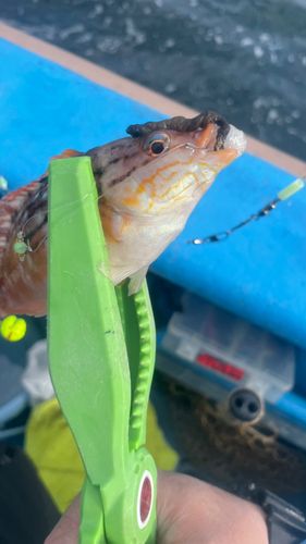 アカササノハベラの釣果