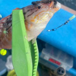 アカササノハベラ