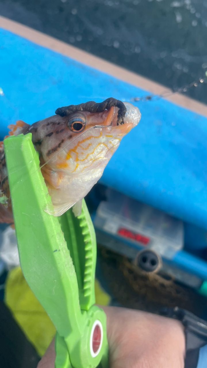 たきれん＠ＴＴ６さんの釣果 2枚目の画像