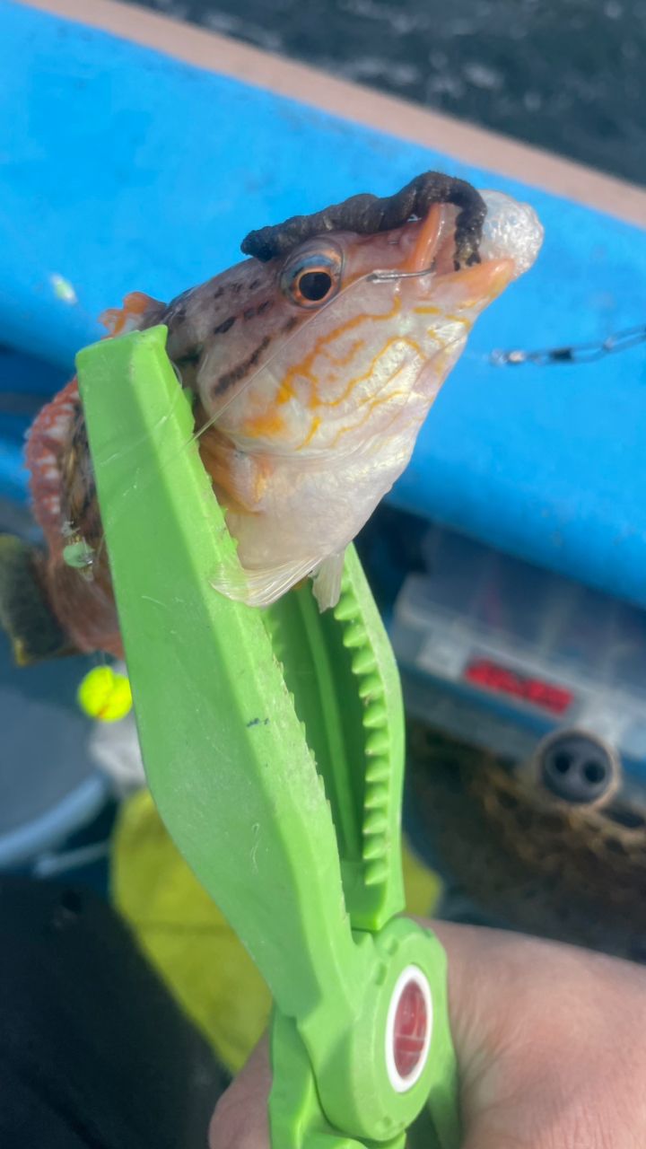 たきれん＠ＴＴ６さんの釣果 3枚目の画像