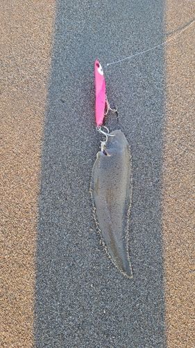 シタビラメの釣果