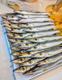 アカカマスの釣果