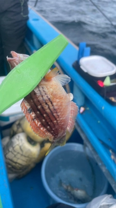 アカササノハベラの釣果