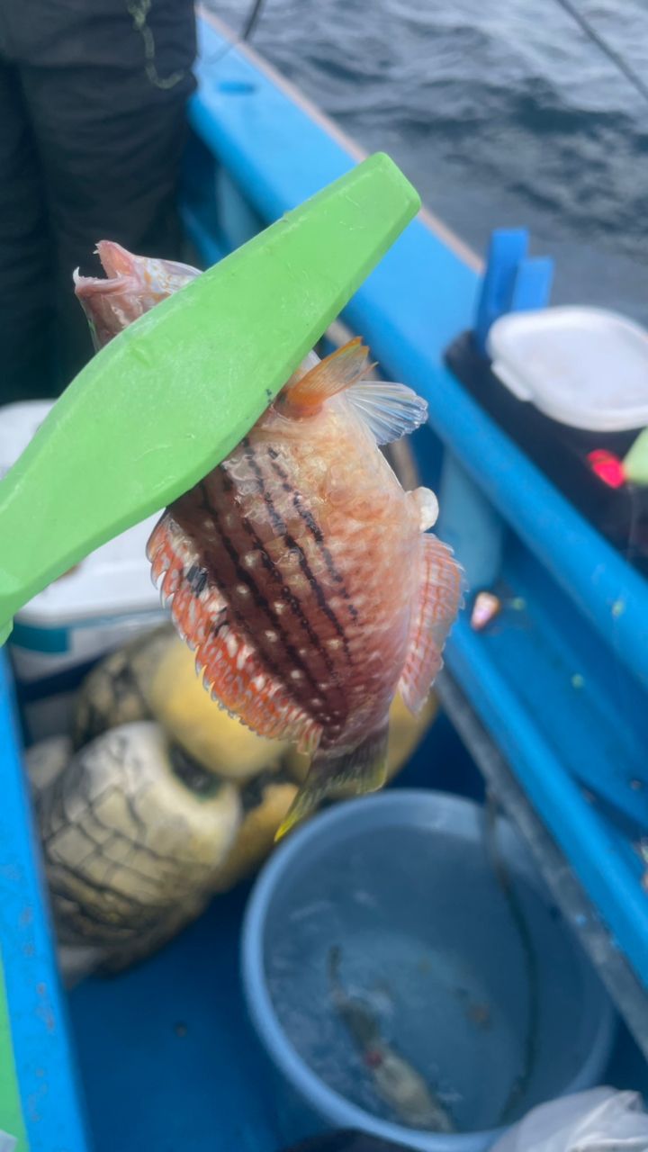 たきれん＠ＴＴ６さんの釣果 2枚目の画像