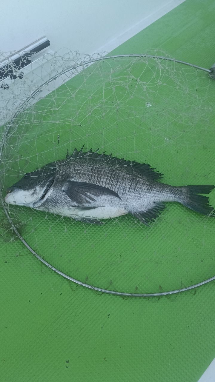 さっちゃん@柴犬さんの釣果 2枚目の画像