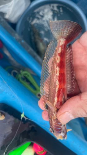 アカササノハベラの釣果