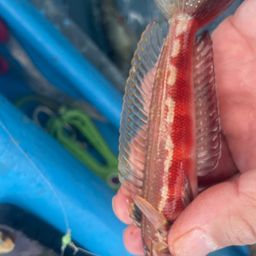 アカササノハベラ