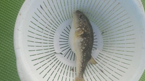 コモンフグの釣果