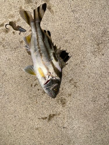 コトヒキの釣果