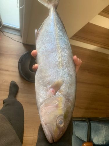 カンパチの釣果