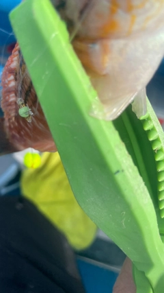 キタマクラの釣果