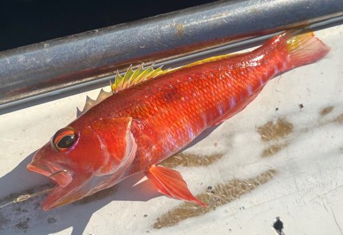 ヒメコダイの釣果