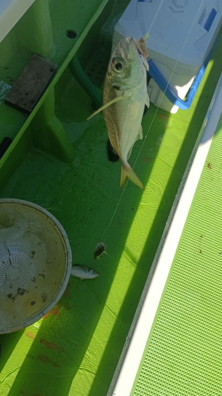 さっちゃん@柴犬さんの釣果 2枚目の画像