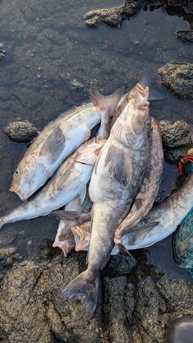 ホッケの釣果