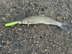 マルタウグイの釣果