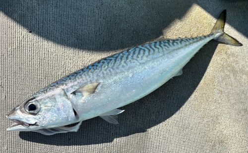 サバの釣果