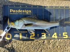 シーバスの釣果