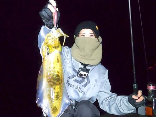 アオリイカの釣果