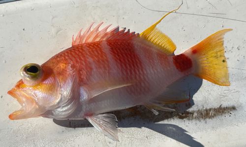 アズマハナダイの釣果