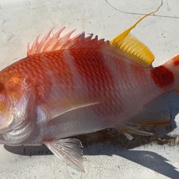 アズマハナダイ