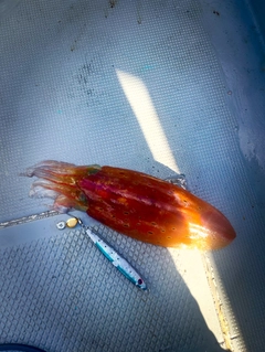 コウイカの釣果