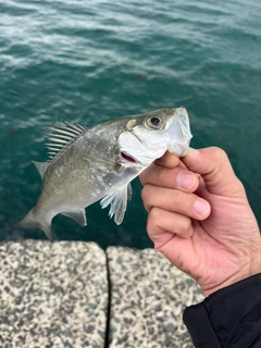 セイゴ（マルスズキ）の釣果