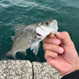 セイゴ（マルスズキ）