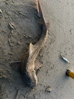 ドチザメの釣果