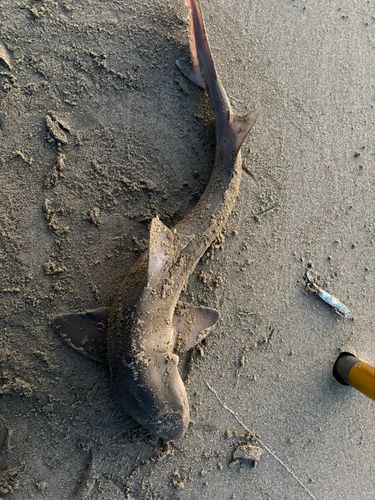 ドチザメの釣果