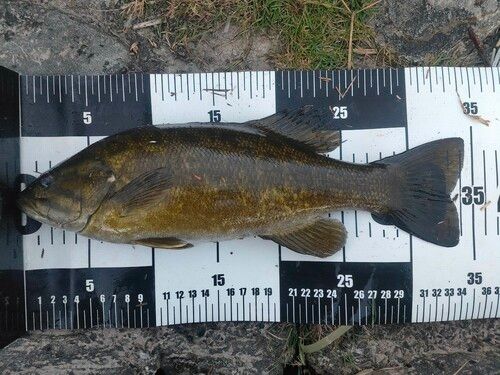 スモールマウスバスの釣果