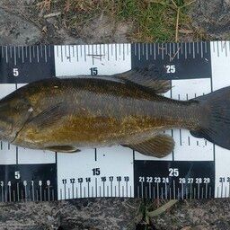 スモールマウスバス