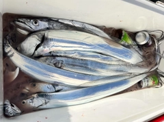 タチウオの釣果