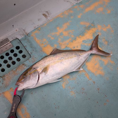 カンパチの釣果