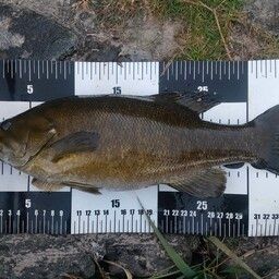 スモールマウスバス