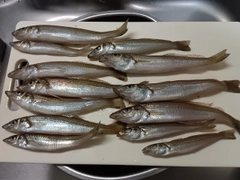 シロギスの釣果