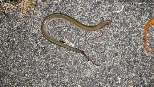 ニホンウナギの釣果