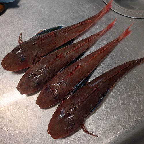 ホウボウの釣果