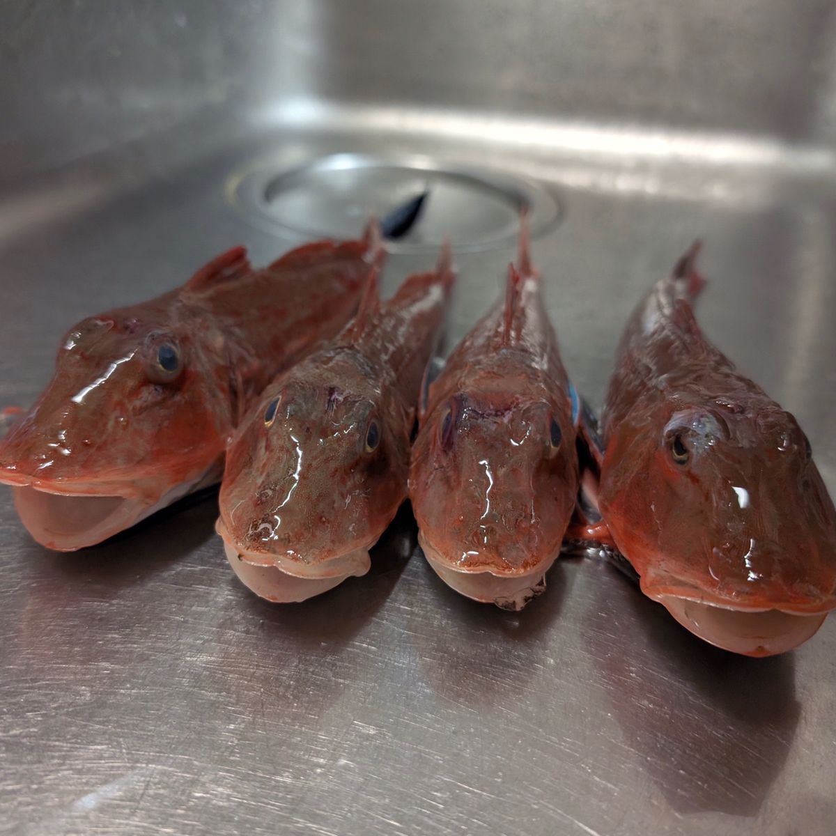 adonisさんの釣果 2枚目の画像