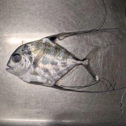イトヒキアジの釣果