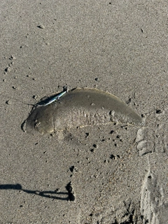 シタビラメの釣果