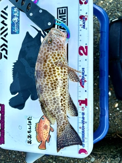 オオモンハタの釣果