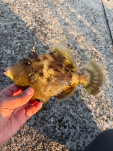 カワハギの釣果