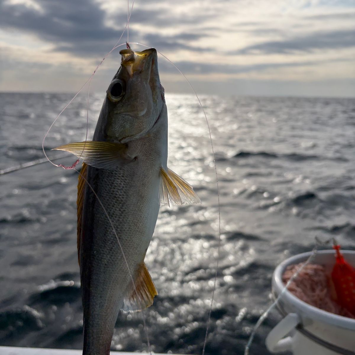 Tarzan1018さんの釣果 1枚目の画像