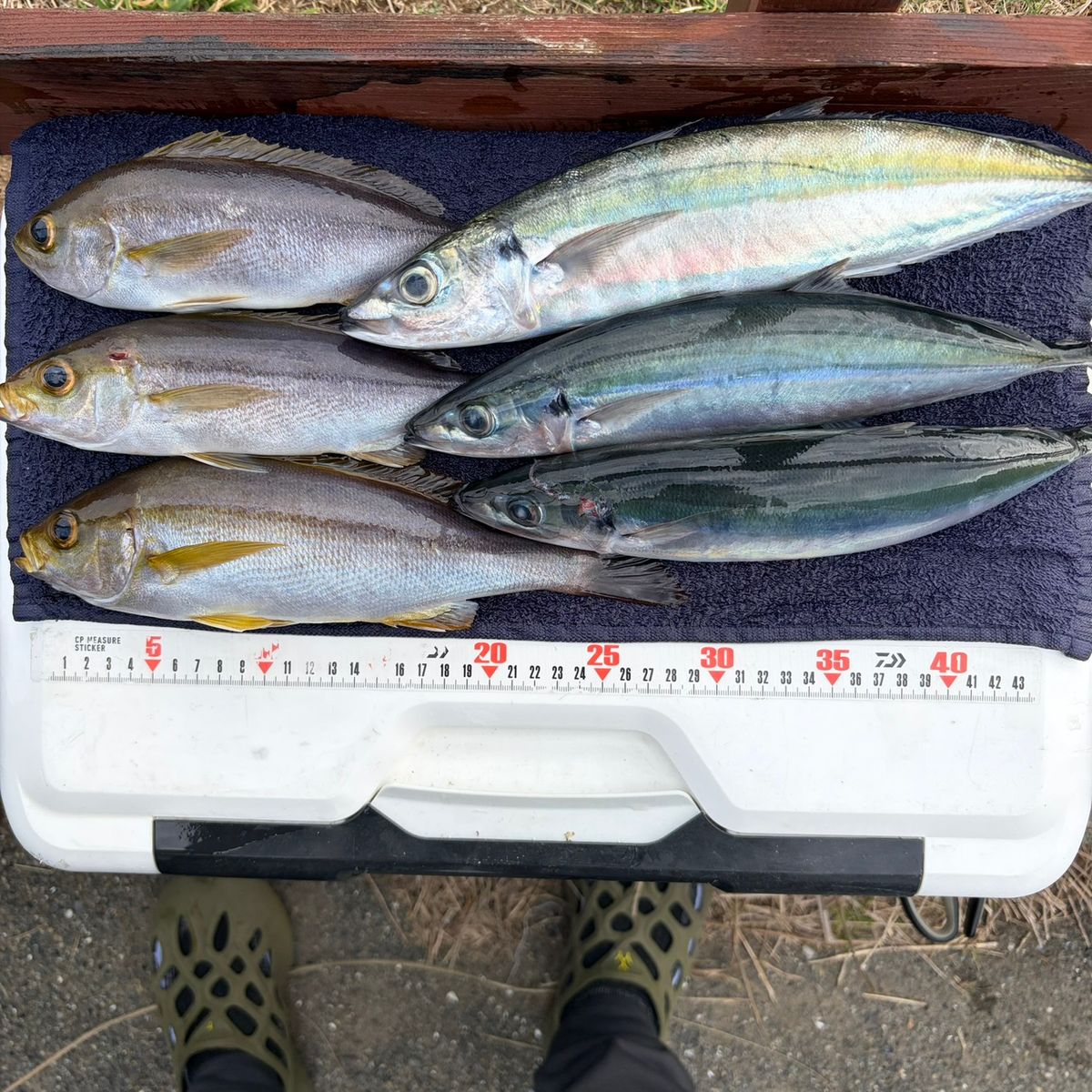 Tarzan1018さんの釣果 2枚目の画像