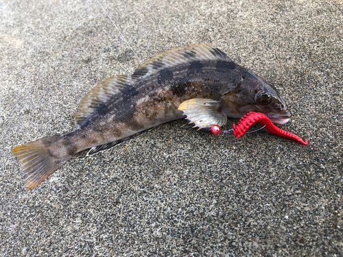 アイナメの釣果