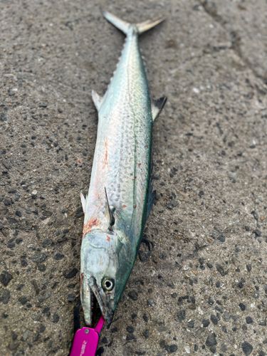 サワラの釣果