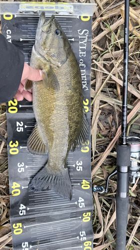 スモールマウスバスの釣果