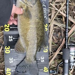 スモールマウスバス