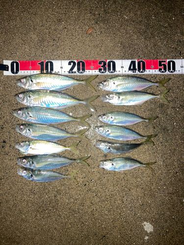 マアジの釣果